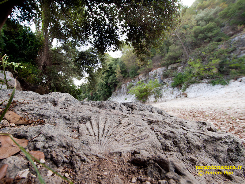 Fossili in gravina